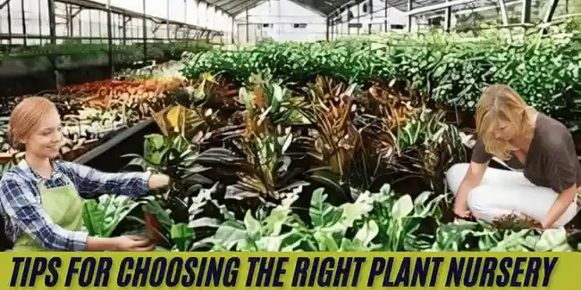 Tips for Choosing the Right Plant Nursery