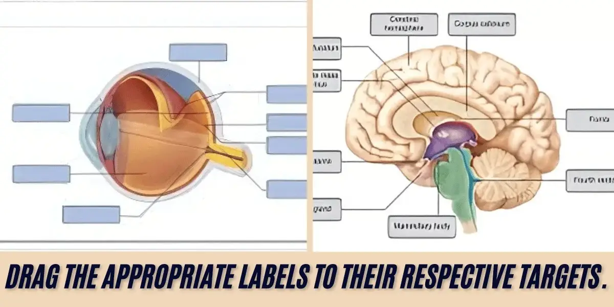 Drag The Appropriate Labels To Their Respective Targets.