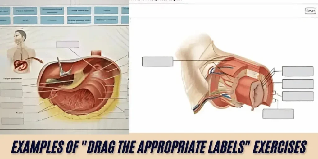 Examples of "Drag the Appropriate Labels" Exercises